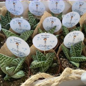 Maceta suculenta, con tela de arpillera y etiqueta